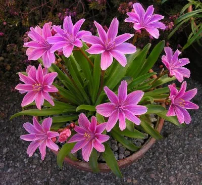 Левизия Little Plum фото