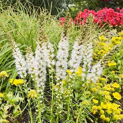Лиатрис Floristan White фото