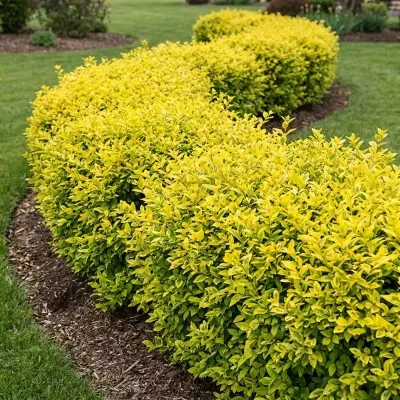 Лигуструм Aurea Variegata фото