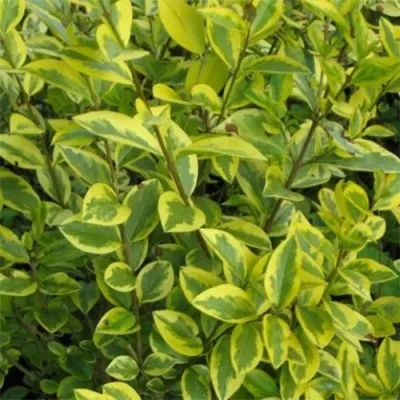 Лигуструм Aureum фото