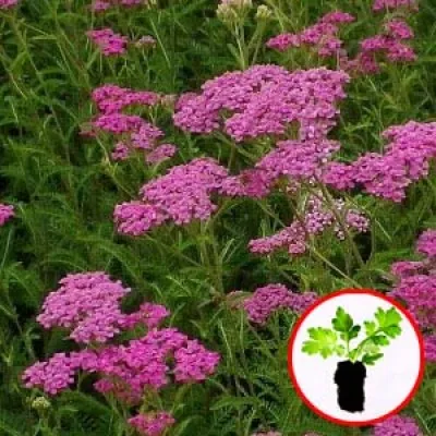 Тысячелистник Lilac Beauty (рассада) фото