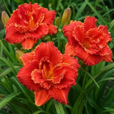 Лилейник Paprika Flame фото