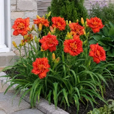 Лилейник Paprika Flame фото