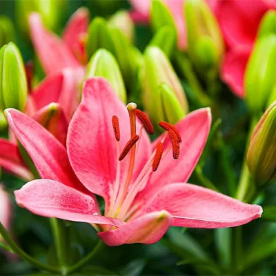 Лилия Pink (Акционная) фото