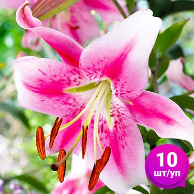 Лилия Anastasia 10 шт/уп фото