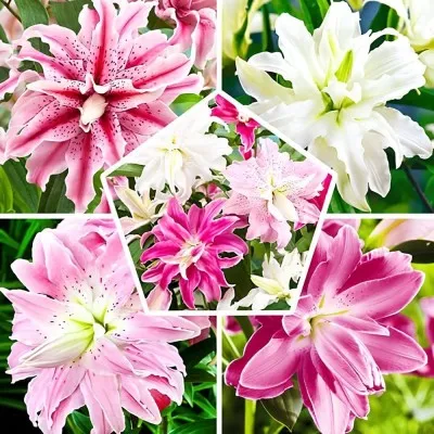 Лилия Double Oriental Mix фото