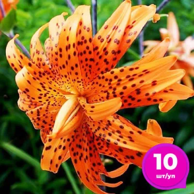 Лилия Flore Pleno 10 шт/уп фото