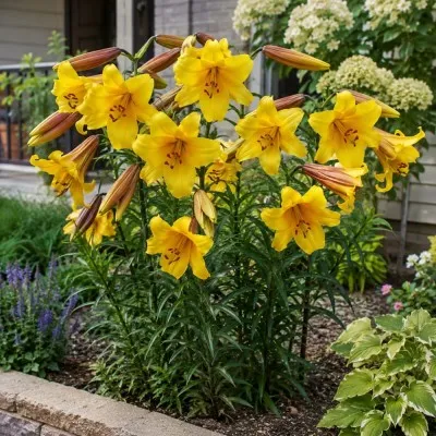 Лилия Golden Splendor фото