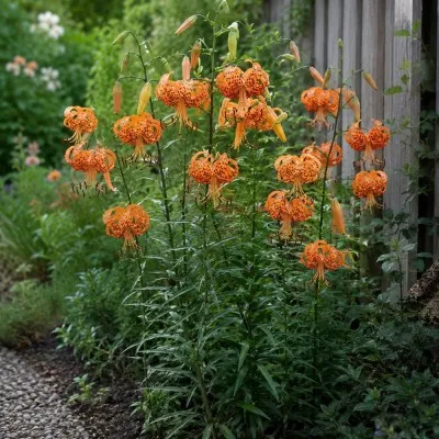 Лилия Lancifolium Splendens фото