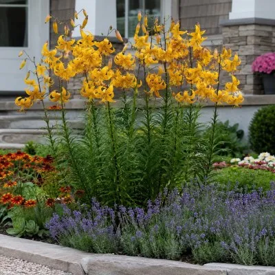 Лилия Leichtlinii фото