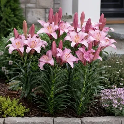 Лилия Pink Planet фото