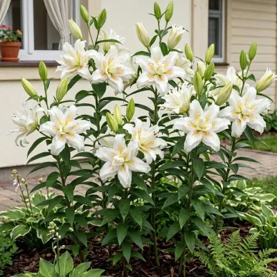 Лилия Roselily Sita фото