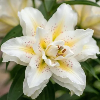 Лилия Roselily Sita фото