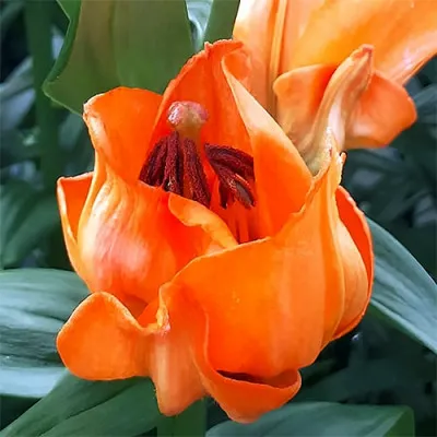 Лилия Tintoretto фото