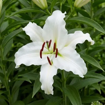 Лилия White Lantern фото