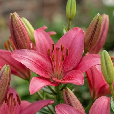 Лилия Zanella фото