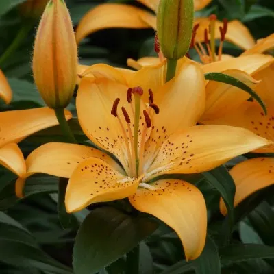 Лилия Apricot Joy фото