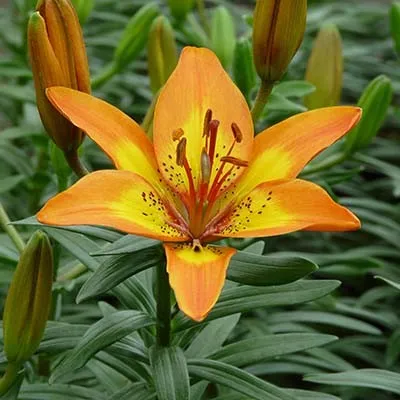 Лилия Bright Joy фото
