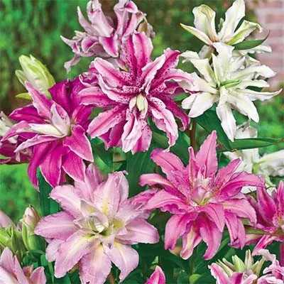 Лилия Double Oriental Mix 25 фото
