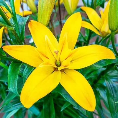 Подарок! Лилия Gold Twin (Махровый цветок) фото