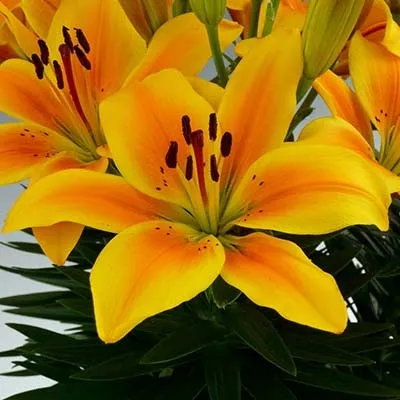 Лилия Golden Joy фото