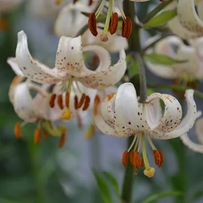 Лилия Martagon Albiflorum фото