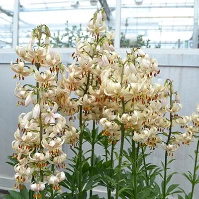 Лилия Martagon Albiflorum фото