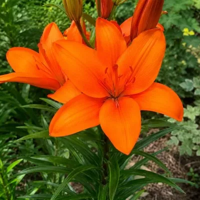 Лилия Orange Summer фото