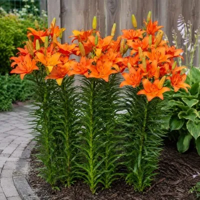 Лилия Orange Summer фото
