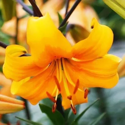 Лилия Pearl Stacey фото