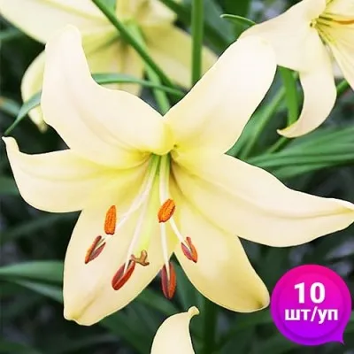 Лилии Pearl Frances (Эконом-упаковка 10 шт) фото