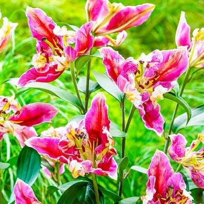 Лилия Parrot Pink Cariba фото