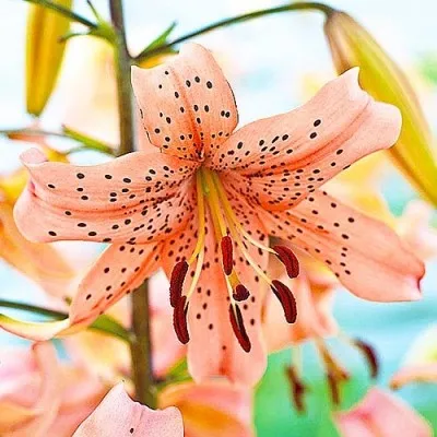 Лилия Pink Giant фото