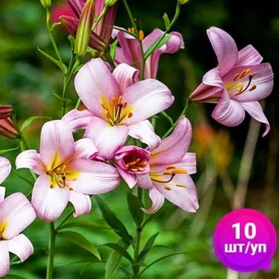 Лилии Pink Planet (Эконом-упаковка 10 шт) фото