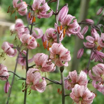 Лилия Purple Morning фото