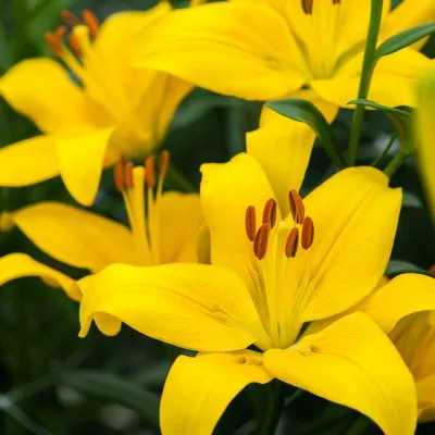 Лилия Rapid Yellow фото
