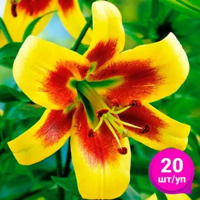 Лилия Robert Swanson (Эконом-упаковка 20 шт) фото