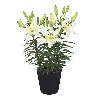 Лилия Sparkling Joy фото