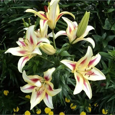 Лилия  Sunny Crown фото
