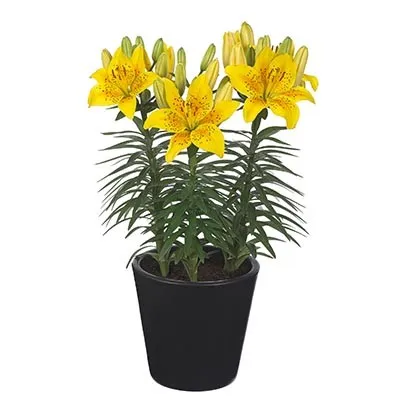 Лилия Sunny Joy фото