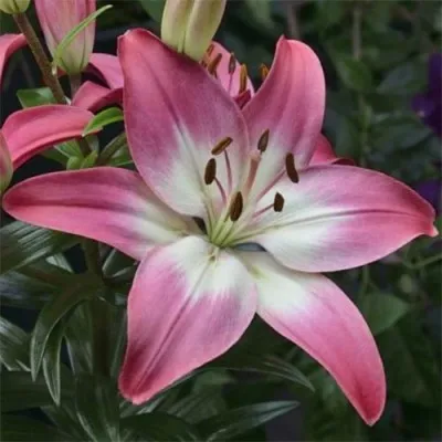 Лилия Tiny Diamond фото