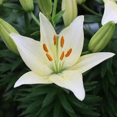 Лилия White Joy фото