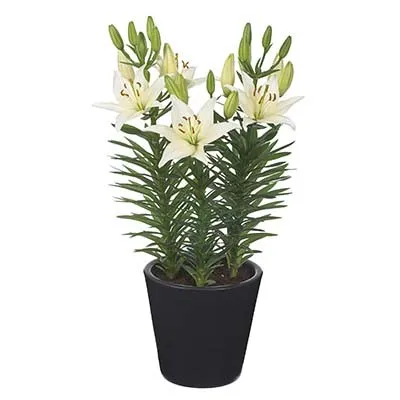 Лилия White Joy фото