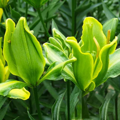 Лилия Yellow Parrot фото