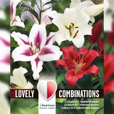 Комбо Лилия OT White and Pink Shades (Брендовые луковицы KAPITEYN®) фото