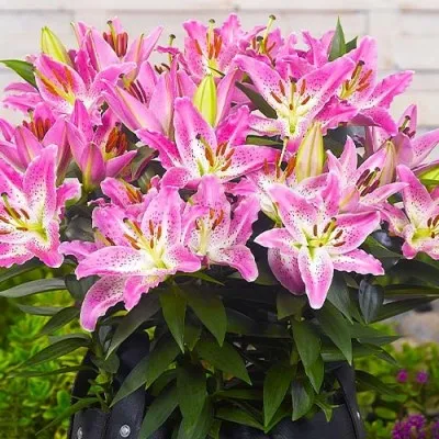 Лилия Entertainer фото