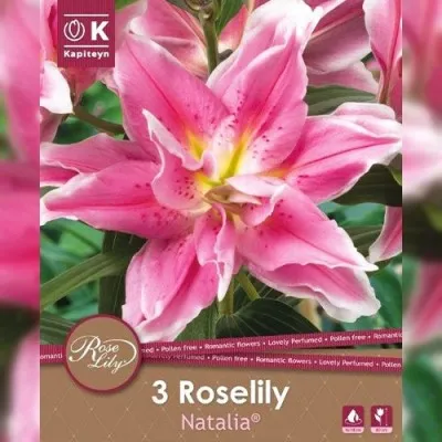 Лилия Roselily Natalia (Брендовые луковицы KAPITEYN®) фото