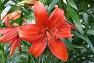 Лилия Red Flavour фото