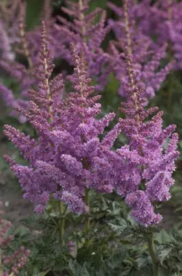 Астильба Little vision in Purple фото