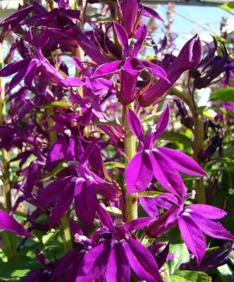 Лобелия Hadspen Purple фото
